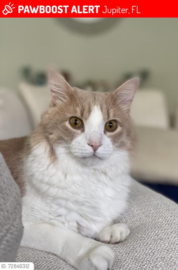 Lost Male Cat last seen Ridge at the Bluffs Jupiter, Jupiter, FL 33477