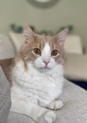 Lost Male Cat last seen Ridge at the Bluffs Jupiter, Jupiter, FL 33477