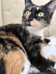 Lost Female Cat last seen Willow Drive, Brea, CA 92821