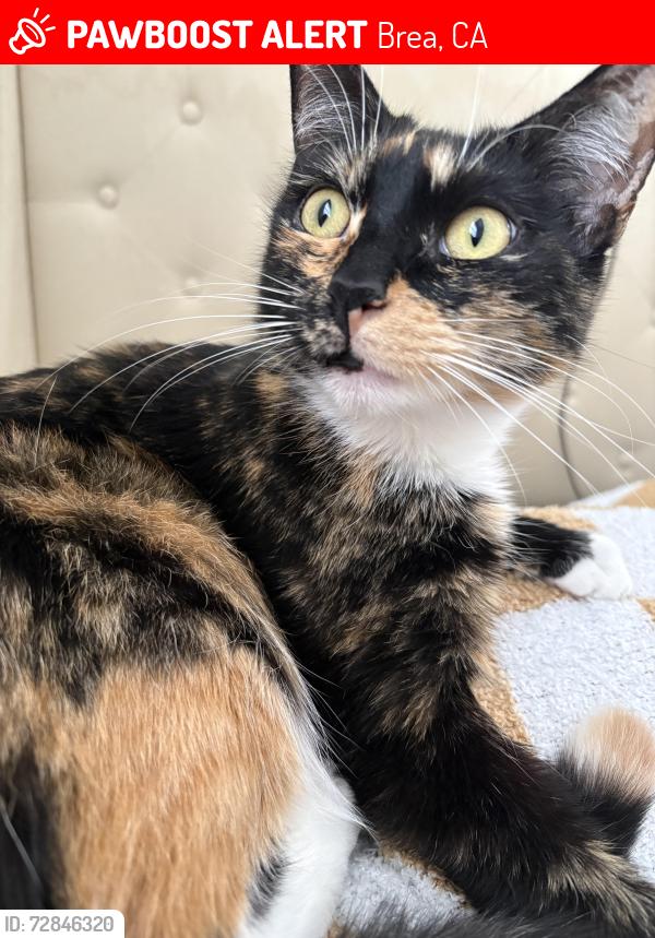 Lost Female Cat last seen Willow Drive, Brea, CA 92821