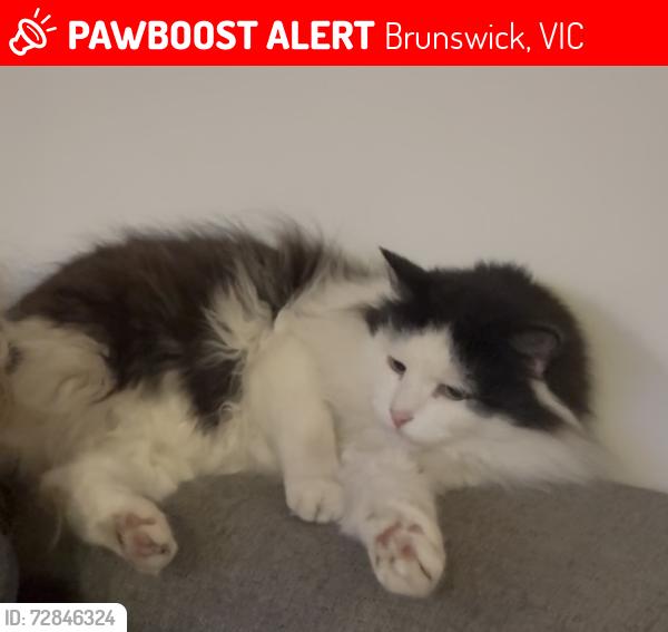 Lost Male Cat last seen Victoria Grove, Brunswick, Brunswick, VIC 3056