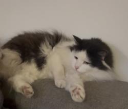 Lost Male Cat last seen Victoria Grove, Brunswick, Brunswick, VIC 3056