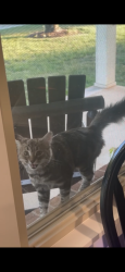 Found/Stray Unknown Cat last seen Area of Horseshoe Bend Rd between Hudson Cajah’s Mtn Rd and Cajah’s Mtn Rd, Hudson, NC 28638