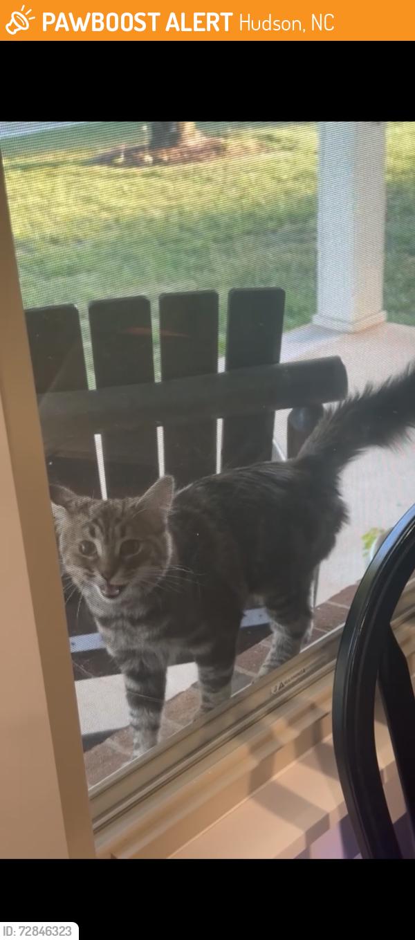 Found/Stray Unknown Cat last seen Area of Horseshoe Bend Rd between Hudson Cajah’s Mtn Rd and Cajah’s Mtn Rd, Hudson, NC 28638
