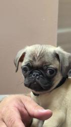 Lost Male Dog last seen Burgundy way and Torrey pines, Las Vegas, NV 89107