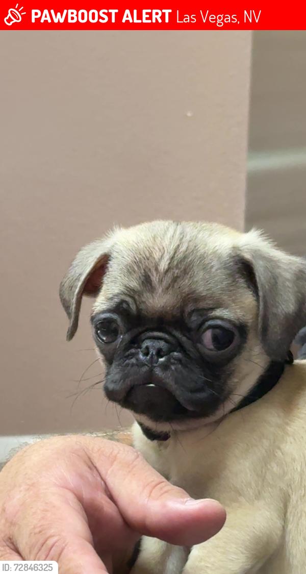 Lost Male Dog last seen Burgundy way and Torrey pines, Las Vegas, NV 89107