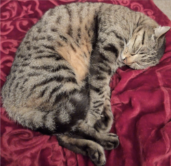 Reunited Male Cat last seen Johnson Way/Kent avenue, Minster on Sea, England ME12