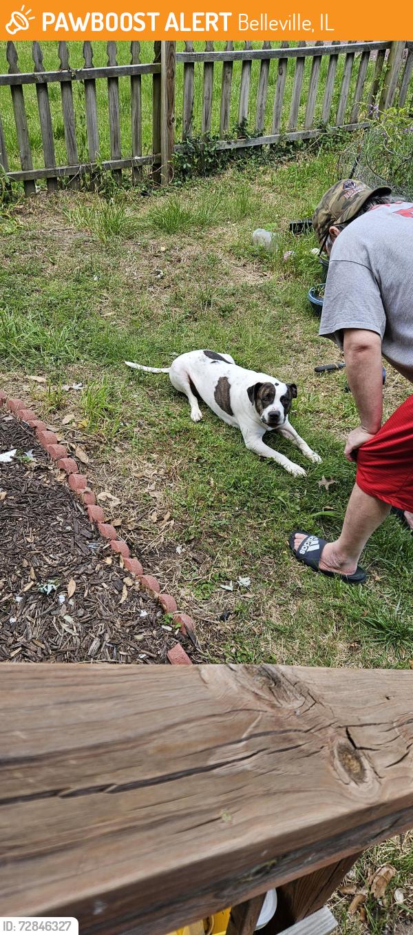Found/Stray Male Dog last seen S 14TH AND FRANKIN, Belleville, IL 62220