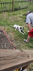 Found/Stray Male Dog last seen S 14TH AND FRANKIN, Belleville, IL 62220