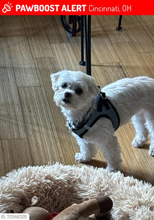 Lost Female Dog last seen Ridgevale Road, Cincinnati, OH 45240