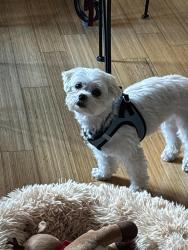 Lost Female Dog last seen Ridgevale Road, Cincinnati, OH 45240