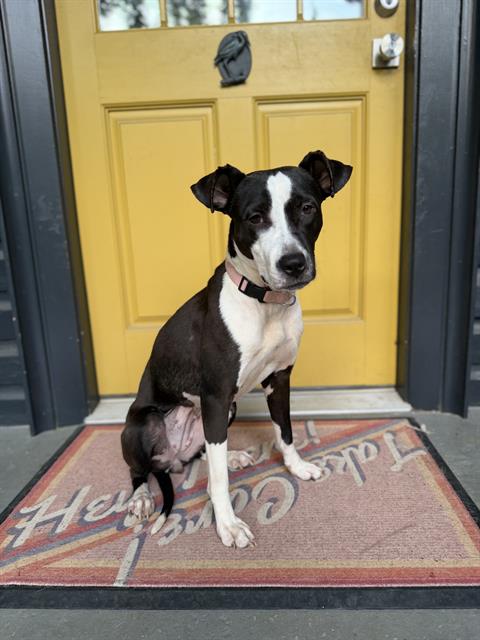 Shelter Stray Female Dog last seen CHARLOTTE, Charlotte, NC 28217