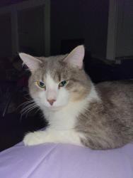 Lost Male Cat last seen Rudisill, Fort Wayne, IN 46807