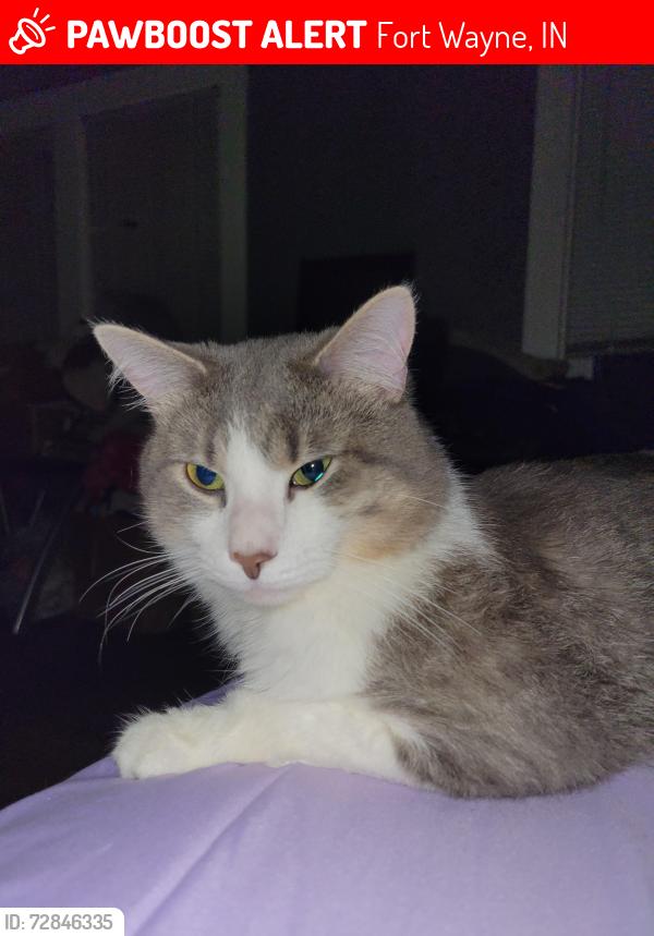 Lost Male Cat last seen Rudisill, Fort Wayne, IN 46807