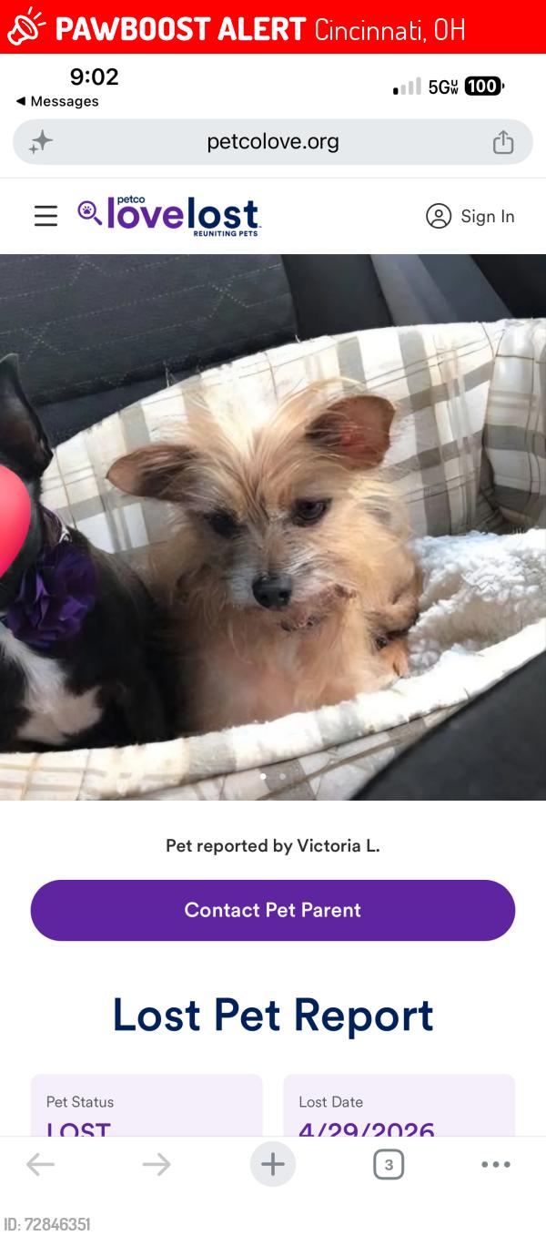 Lost Male Dog last seen Savanah ave, Cincinnati, OH 45219