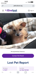 Lost Male Dog last seen Savanah ave, Cincinnati, OH 45219