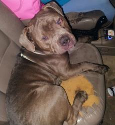 Found/Stray Male Dog last seen Winner road and Scott avenue, Independence, MO 64052