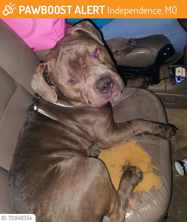 Found/Stray Male Dog last seen Winner road and Scott avenue, Independence, MO 64052