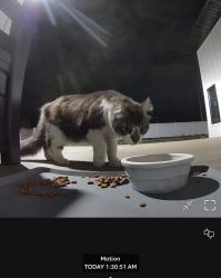 Found/Stray Unknown Cat last seen N Beech Road, Hilldale, PA 18705
