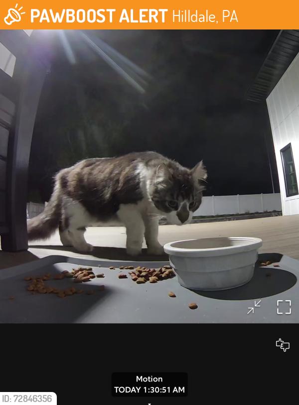 Found/Stray Unknown Cat last seen N Beech Road, Hilldale, PA 18705