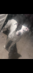 Reunited Male Dog last seen north st. louis city , St. Louis, MO 63107