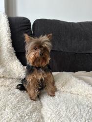 Lost Male Dog last seen Harnover park community , Hanover Park, IL 60133