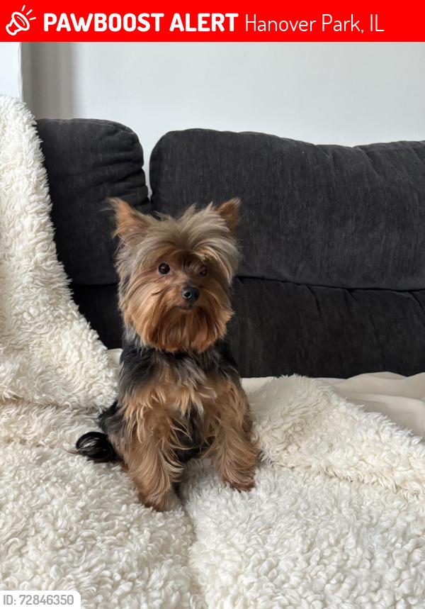 Lost Male Dog last seen Harnover park community , Hanover Park, IL 60133