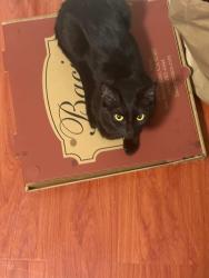 Lost Female Cat last seen Coin Laundry on Sierra Way, San Bernardino, CA 92407