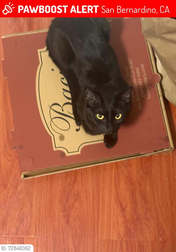 Lost Female Cat last seen Coin Laundry on Sierra Way, San Bernardino, CA 92407