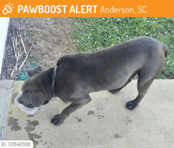 Found/Stray Male Dog last seen River oak dr, Anderson, SC 29624