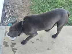 Found/Stray Male Dog last seen River oak dr, Anderson, SC 29624