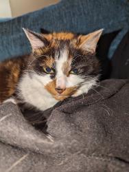 Lost Female Cat last seen Falmouth rd Heaton , Tyne and Wear, England NE6 5NS