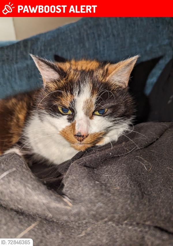 Lost Female Cat last seen Falmouth rd Heaton , Tyne and Wear, England NE6 5NS