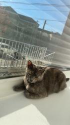 Lost Female Cat last seen Hillside NJ Hilldale PL, Hillside, NJ 07205