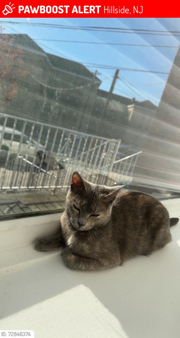 Lost Female Cat last seen Hillside NJ Hilldale PL, Hillside, NJ 07205