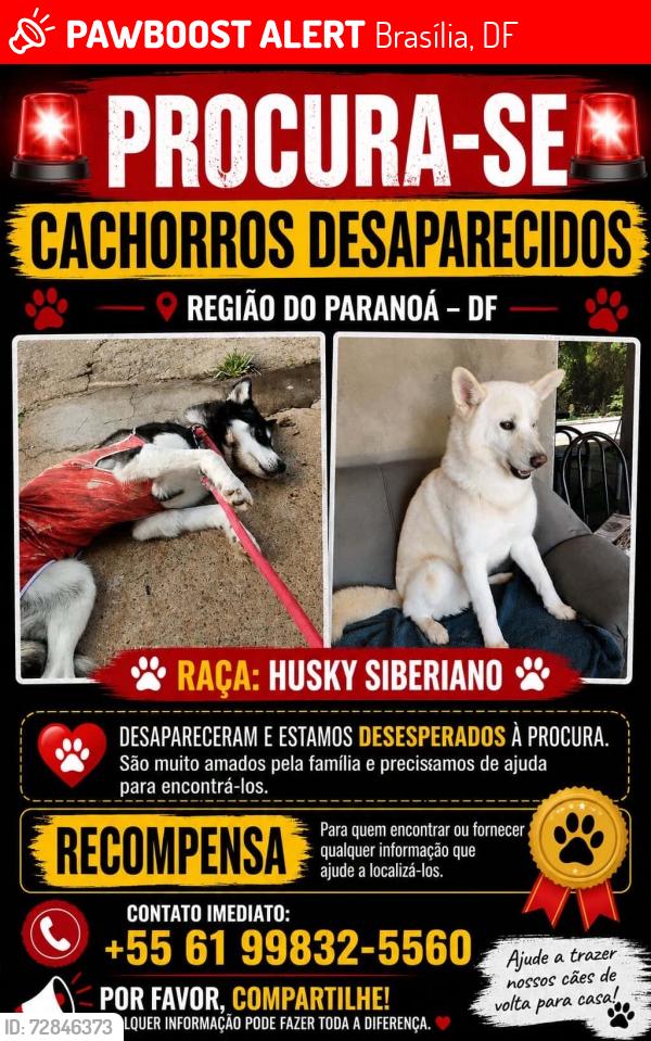Lost Female Dog last seen Near , Brasília, DF 