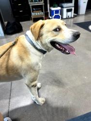 Found/Stray Male Dog last seen Warrior Axe CrossFit, Columbia, SC 29229