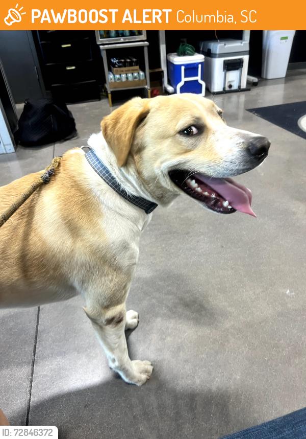 Found/Stray Male Dog last seen Warrior Axe CrossFit, Columbia, SC 29229