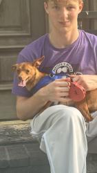Found/Stray Female Dog last seen Wolverine area of jackson ky, Jackson, KY 41339