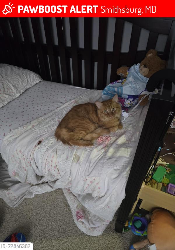 Lost Male Cat last seen Boswell Blvd, Smithsburg, MD 21783