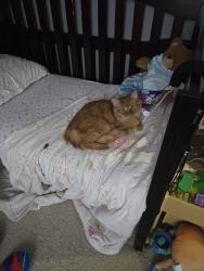Lost Male Cat last seen Boswell Blvd, Smithsburg, MD 21783