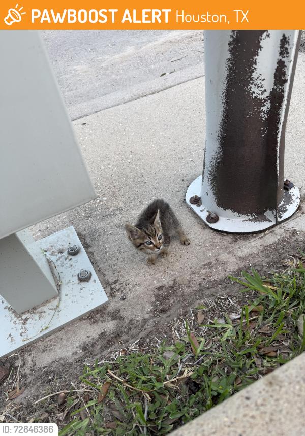 Found/Stray Unknown Cat last seen Chrysanthemum dr, Houston, TX 77085
