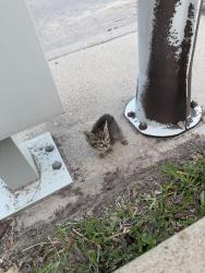 Found/Stray Unknown Cat last seen Chrysanthemum dr, Houston, TX 77085