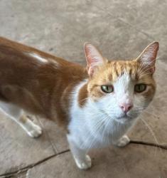 Lost Male Cat last seen Tiptop Lane and Tabetta Green, San Antonio, TX 78253