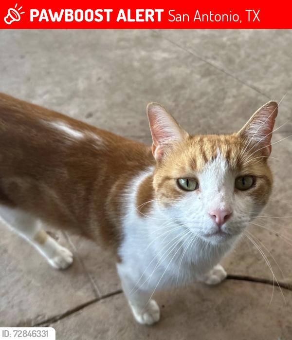 Lost Male Cat last seen Tiptop Lane and Tabetta Green, San Antonio, TX 78253