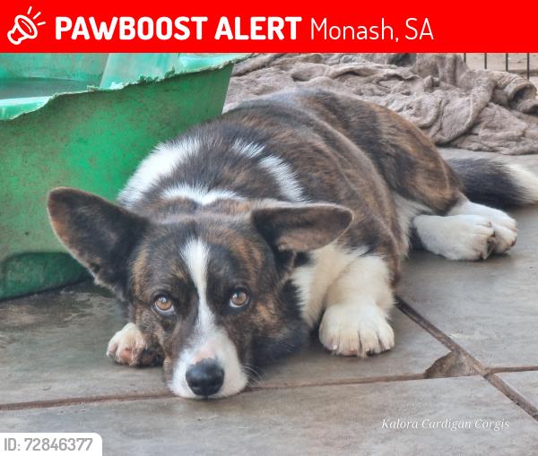 Lost Male Dog last seen Crossed through properties from Nixon Rd (by winery) and across Ellis Rd into scrub, Monash, SA 5342