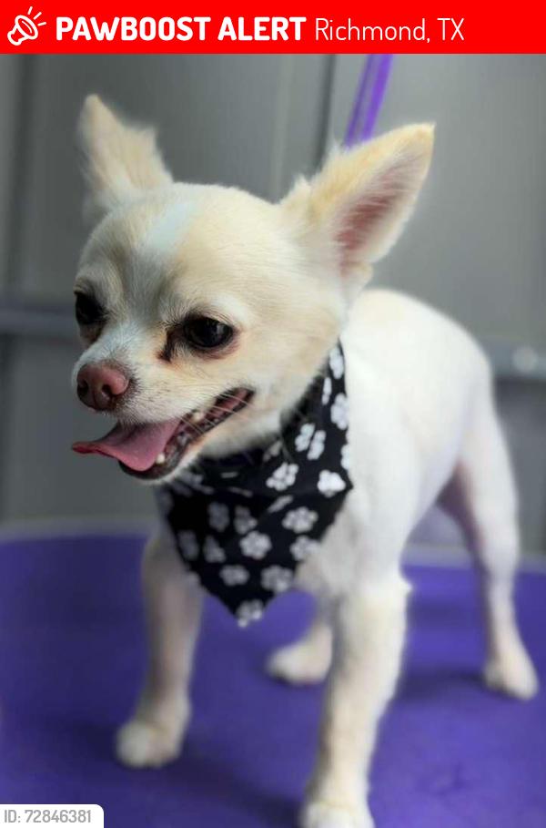 Lost Male Dog last seen Sorrento neighborhood. Richmond. Merulana Ln. , Richmond, TX 77406