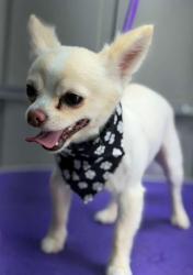 Lost Male Dog last seen Sorrento neighborhood. Richmond. Merulana Ln. , Richmond, TX 77406