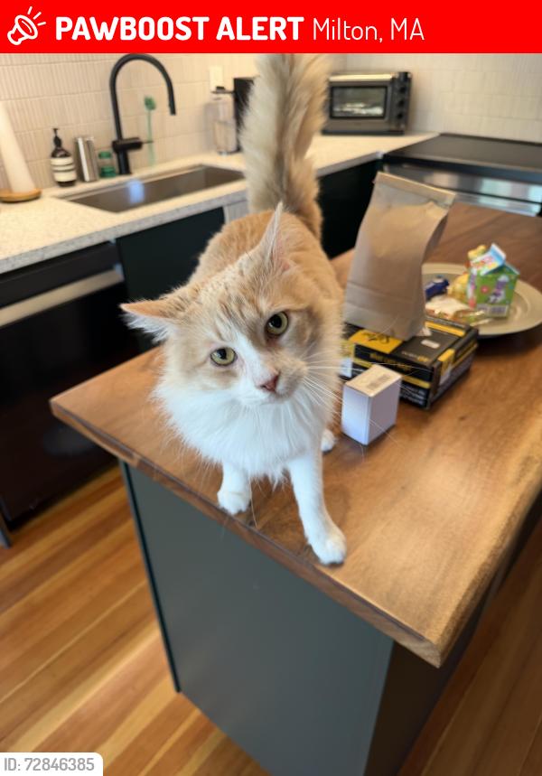 Lost Male Cat last seen Capen St Milton MA, Milton, MA 02186
