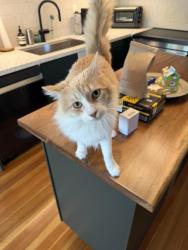 Lost Male Cat last seen Capen St Milton MA , Milton, MA 02186